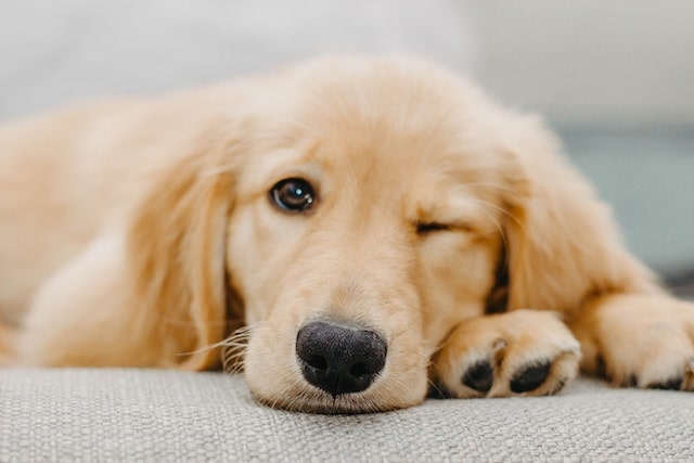 Pet