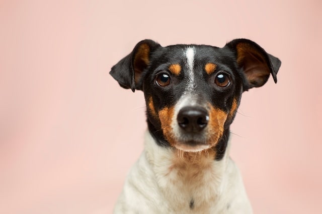 Pet